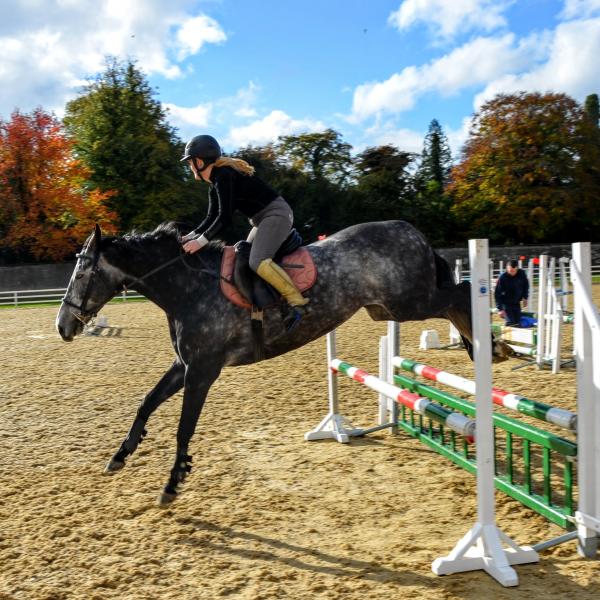 Horse arena